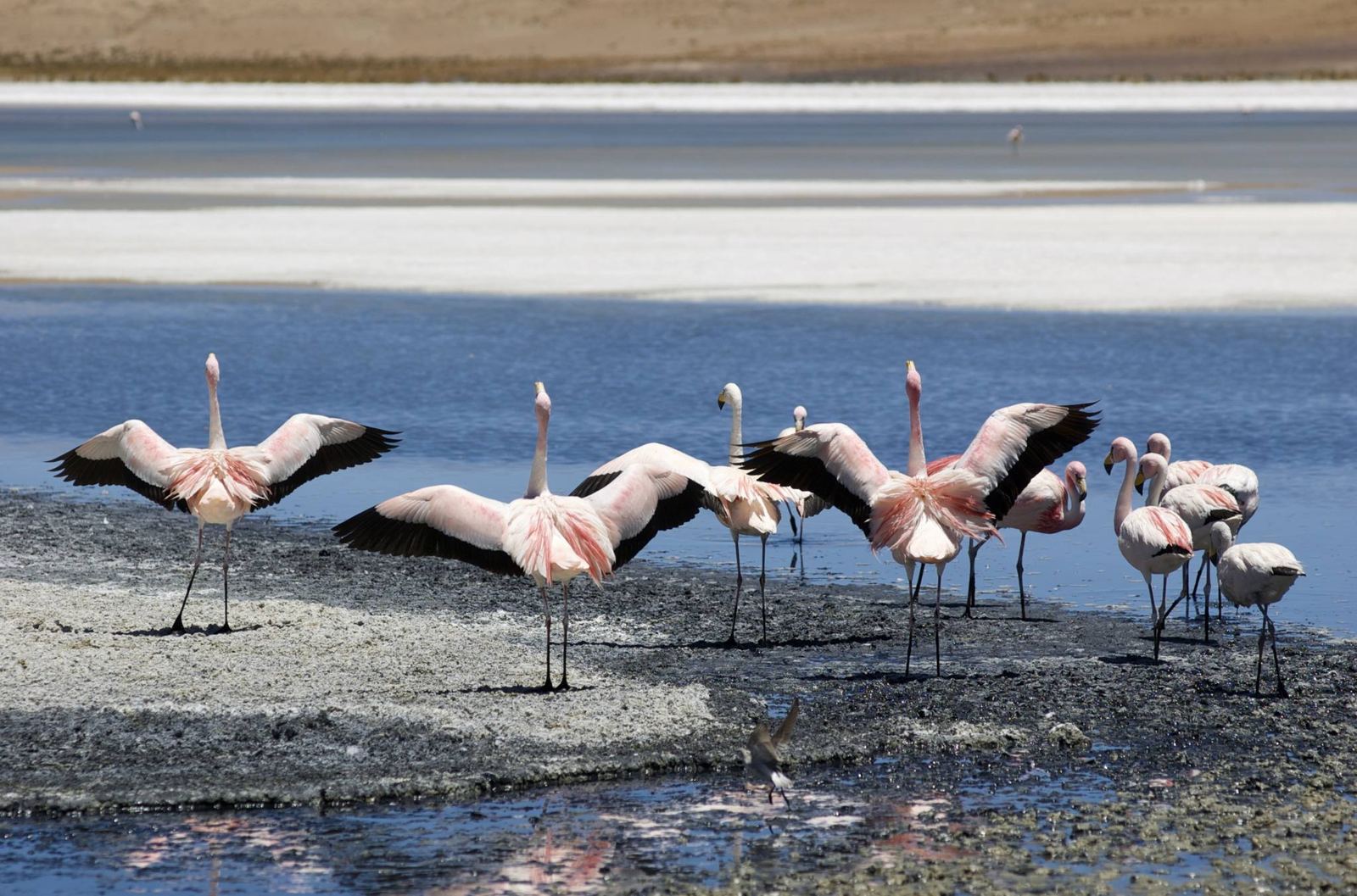 Flamencos abriendo las alas en la orilla de una laguna