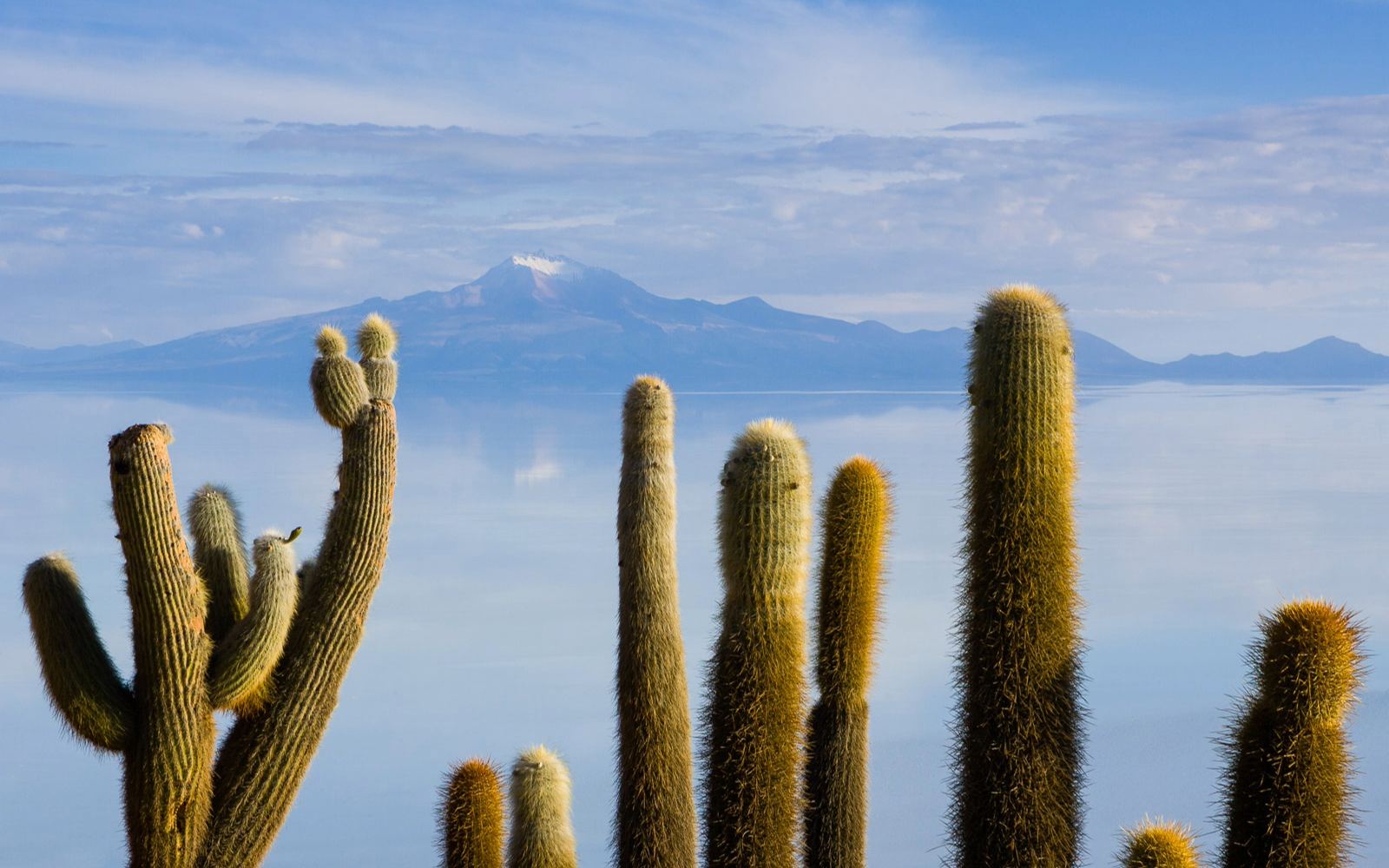 Cactus gigantes de la Isla Incahuasi con un volcán al fondo